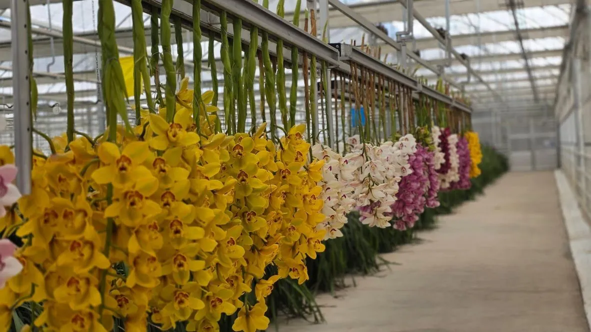 Rows of yellow, white and pink cymbidium orchids in our greenhouse