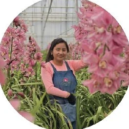 A member of our team among pink cymbidium orchids in the greenhouse